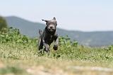 CANE CORSO 505